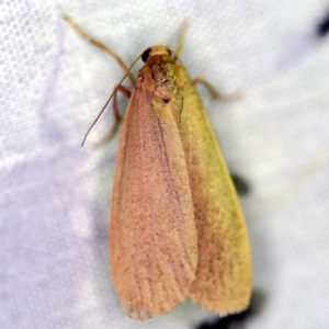 Scoliacma pactolias at Paddys River, ACT - 12 Mar 2021 09:46 PM