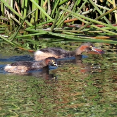 Tachybaptus novaehollandiae (Australasian Grebe) at Monash, ACT - 5 Jun 2021 by RodDeb