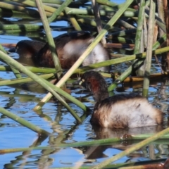 Tachybaptus novaehollandiae at Monash, ACT - 5 Jun 2021