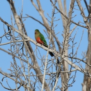 Alisterus scapularis at Monash, ACT - 5 Jun 2021