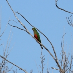 Alisterus scapularis at Monash, ACT - 5 Jun 2021