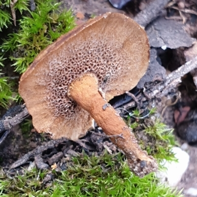 Coltricia sp. at Holt, ACT - 23 May 2021 by drakes