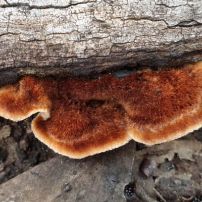 Postia pelliculosa (A wood-rotting bracket fungus) at Aranda Bushland - 23 May 2021 by drakes