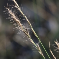 Aristida ramosa (Purple Wire Grass) at Wodonga - 5 Jun 2021 by Kyliegw