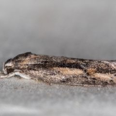 Agriophara leptosemela (A Flat-bodied moth (Depressidae) at Melba, ACT - 4 Nov 2020 by Bron