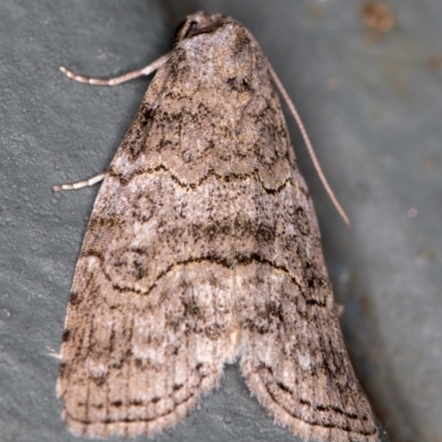 Calathusa sp nr dispila at Melba, ACT - 4 Nov 2020 by Bron