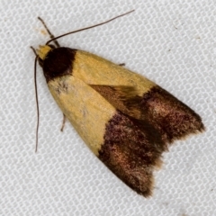 Heteroteucha dichroella (A Concealer moth (Wingia Group)) at Melba, ACT - 4 Nov 2020 by Bron