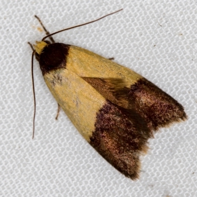 Heteroteucha dichroella (A Concealer moth (Wingia Group)) at Melba, ACT - 4 Nov 2020 by Bron