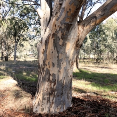 Eucalyptus blakelyi (Blakely's Red Gum) at Wodonga, VIC - 5 Jun 2021 by KylieWaldon