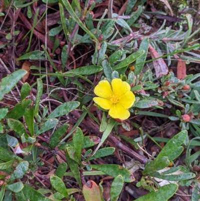 Hibbertia obtusifolia (Grey Guinea-flower) at Albury - 2 Jun 2021 by ChrisAllen