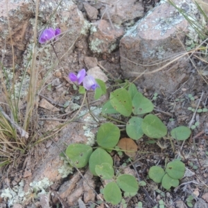 Glycine tabacina at Conder, ACT - 30 Mar 2021 07:39 PM