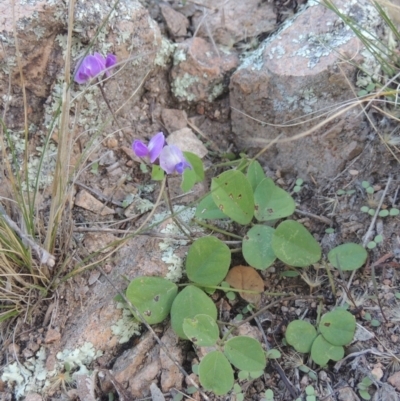 Glycine tabacina (Variable Glycine) at Rob Roy Range - 30 Mar 2021 by MichaelBedingfield