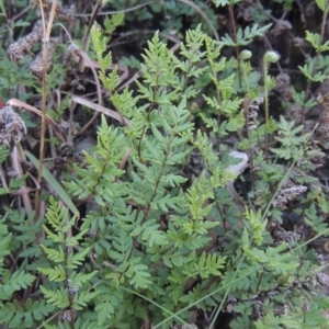 Cheilanthes distans at Conder, ACT - 30 Mar 2021