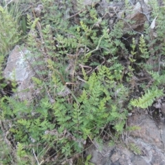 Cheilanthes distans at Conder, ACT - 30 Mar 2021