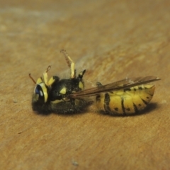 Vespula germanica (German Yellowjacket Wasp (also known as European Wasp)) at Conder, ACT - 2 May 2021 by MichaelBedingfield