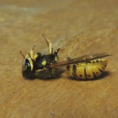 Vespula germanica (European wasp) at Pollinator-friendly garden Conder - 2 May 2021 by michaelb