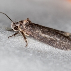 Oecophoridae (family) (Unidentified Oecophorid concealer moth) at Melba, ACT - 4 Nov 2020 by Bron