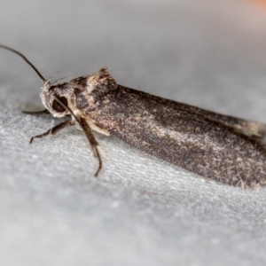 Oecophoridae (family) at Melba, ACT - 4 Nov 2020