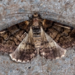 Cryphaea xylina (Woodland Geometrid) at Melba, ACT - 4 Nov 2020 by Bron