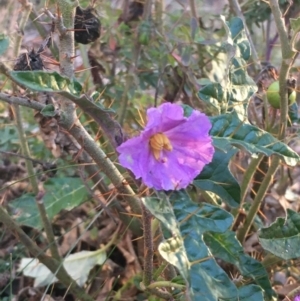 Solanum cinereum at Majura, ACT - 4 Jun 2021 04:35 PM