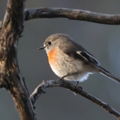 Petroica boodang (Scarlet Robin) at Majura, ACT - 5 Jun 2021 by jbromilow50