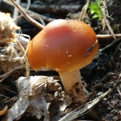 Cortinarius sp. (Cortinarius) at Latham, ACT - 6 Jun 2021 by tpreston