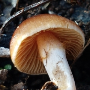 Cortinarius sp. at Latham, ACT - 6 Jun 2021