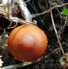 Cortinarius sp. at Latham, ACT - 6 Jun 2021