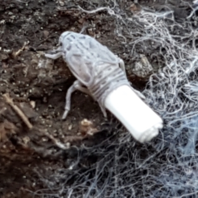 Fulgoroidea sp. (superfamily) (Unidentified fulgoroid planthopper) at Latham, ACT - 6 Jun 2021 by trevorpreston