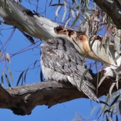 Podargus strigoides (Tawny Frogmouth) at ANBG - 6 Jun 2021 by TimL