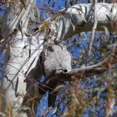 Podargus strigoides at Acton, ACT - 6 Jun 2021 11:15 AM