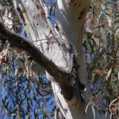 Podargus strigoides at Acton, ACT - 6 Jun 2021 11:15 AM