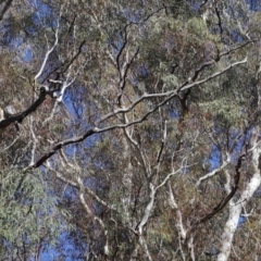 Podargus strigoides at Acton, ACT - 6 Jun 2021 11:15 AM