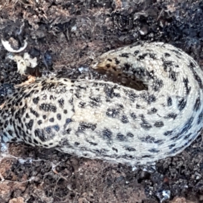 Limax maximus (Leopard Slug, Great Grey Slug) at Latham, ACT - 6 Jun 2021 by trevorpreston