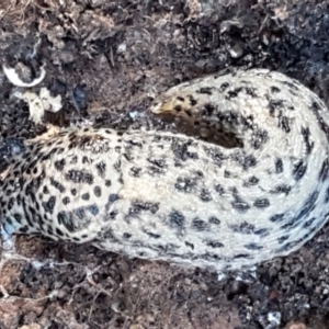 Limax maximus at Latham, ACT - 6 Jun 2021