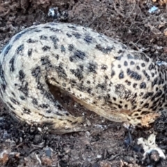 Limax maximus at Latham, ACT - 6 Jun 2021 02:46 PM