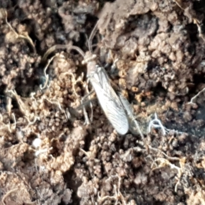 Melanacanthus scutellaris (Small brown bean bug) at Latham, ACT - 6 Jun 2021 by tpreston