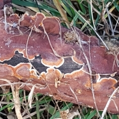 Corticioid fungi at Umbagong District Park - 6 Jun 2021 by tpreston