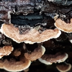 Unidentified Shelf-like to hoof-like & usually on wood at Latham, ACT - 6 Jun 2021 by trevorpreston