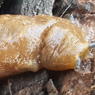 Limacus flavus (Yellow Cellar Slug) at Latham, ACT - 6 Jun 2021 by tpreston