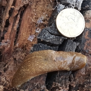 Limacus flavus at Latham, ACT - 6 Jun 2021