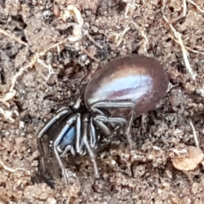 Storosa obscura (Dark Storosa) at Umbagong District Park - 6 Jun 2021 by tpreston