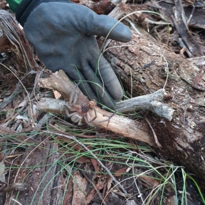 Delena cancerides (Social huntsman spider) at Nanima, NSW - 5 Jun 2021 by MunWhoop