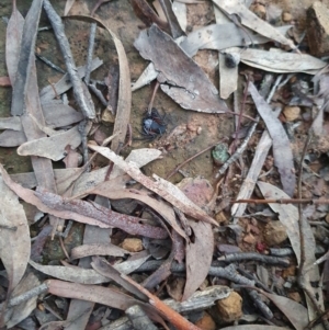 Gnaphosidae or Trochanteriidae (families) at Nanima, NSW - suppressed