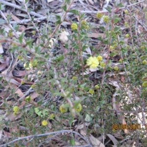 Acacia gunnii at Stromlo, ACT - 6 Jun 2021 12:14 PM