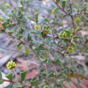 Acacia gunnii at Stromlo, ACT - 6 Jun 2021 12:14 PM