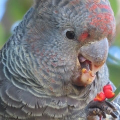 Callocephalon fimbriatum (Gang-gang Cockatoo) at Griffith, ACT - 6 Jun 2021 by roymcd