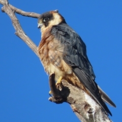 Falco longipennis (Australian Hobby) at Garran, ACT - 5 Jun 2021 by roymcd