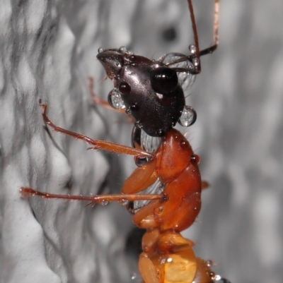 Camponotus consobrinus (Banded sugar ant) at ANBG - 3 Jun 2021 by TimL