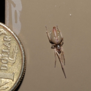 Cheiracanthiidae (family) at Acton, ACT - 3 Jun 2021